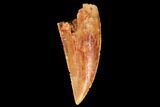 Serrated, Raptor Tooth - Great Tip #123578-1